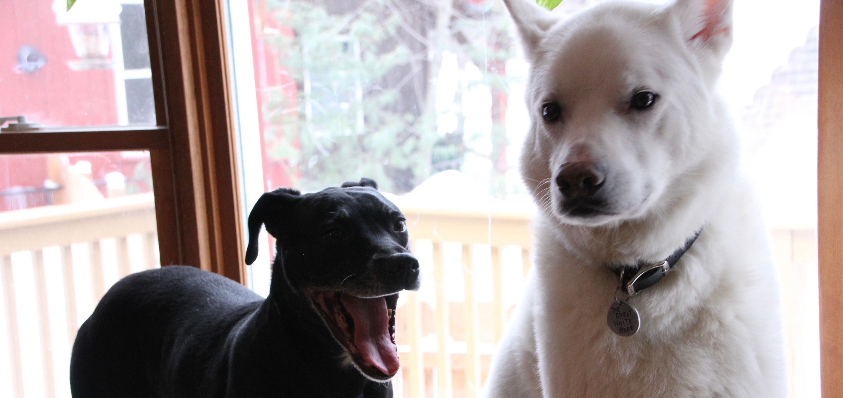 In Memory of Our Founding Rescue Heroes Giddy & Twinkle
